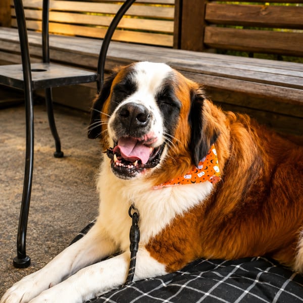 A happy Saint Bernard dog with an orange bandana rests on a black and white checkered bed.